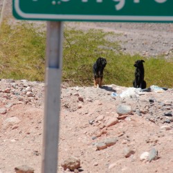 Dogs in San Pedro de Atacama Chile