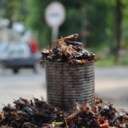 Edible Cockroaches in Cambodia