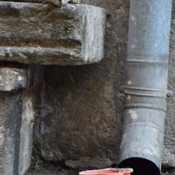 Feral_Cat_in_Italy