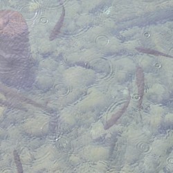 Fish Swimming Underwater