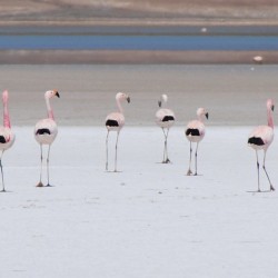 Flamingos at Uyuni Salt Flat Bolivia