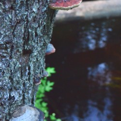 Forest in Hagfors Sweden