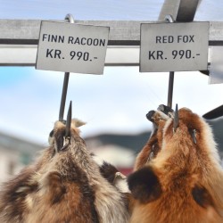 Fur in Bergen Norway