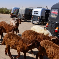 Goats and Tuk Tuks in Luxor Egypt