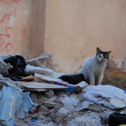 Homeless Cat in Jerusalem Israel