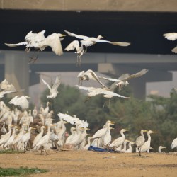 Ibises on Nile River in Giza Egypt