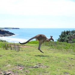 Kangaroo On Beach in Australia