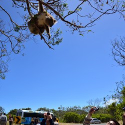 Koala in Victoria Australia