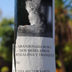 Lost Cat Flyer in Santiago Chile