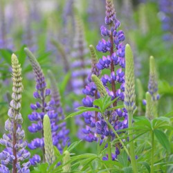 Lupines in Sweden