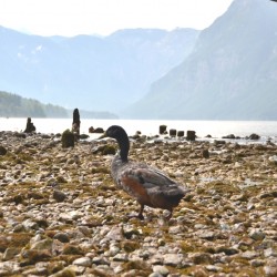 Mallard Duck on Lake Bed