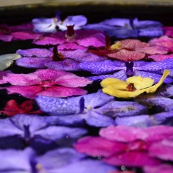 Orchids on Surface of Water