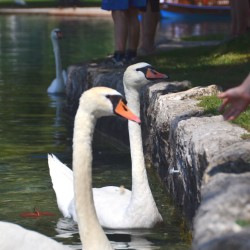 People Feed Swans