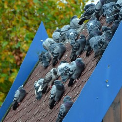 Pigeons in Amsterdam Netherlands