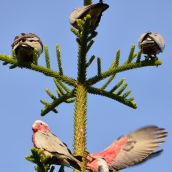 Pink Cockatoos in Australia