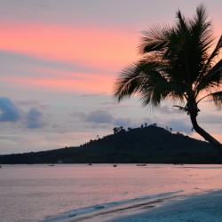 Pink Sunset With Palm Tree