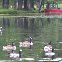 Pond at Drottningholm Palace in Sweden