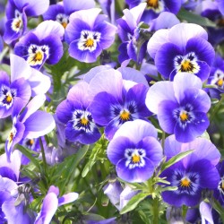 Purple Pansies in Hagfors Sweden