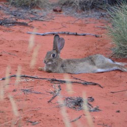 Rabbit in Red Sand in Uluru Australia