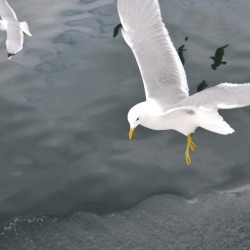 Seagulls in Norway Fjords