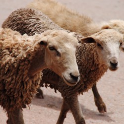 Sheep in Sacred Valley Peru