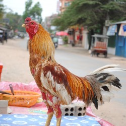 Skinny Chicken in Cambodia