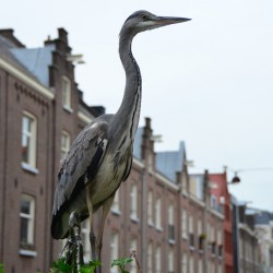 Stork in Amsterdam Netherlands