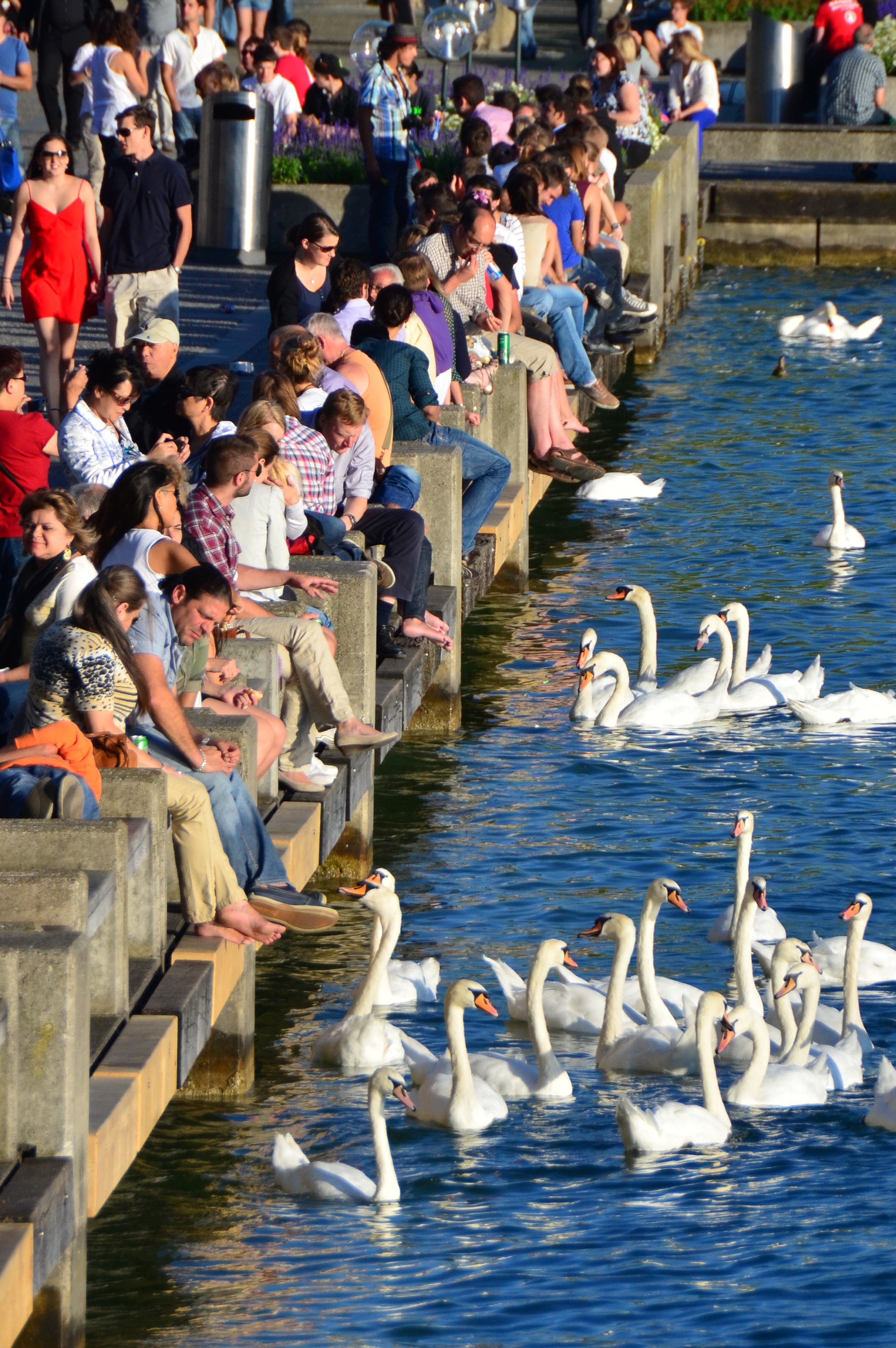 Swans at Lake Zurich1 e1356963721873 2012 in Review    and a 2013 Preview
