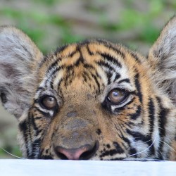 Tiger in Captivity