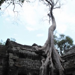 Tree at Ta Phrom Cambodia