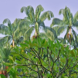 Tropical Singapore