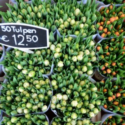 Tulips in Amsterdam Netherlands