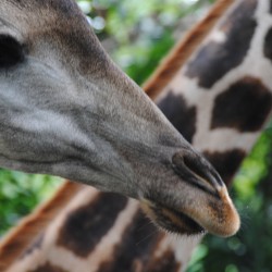 Two Giraffes