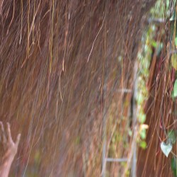 Vine Roots