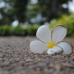 White Magnolia Flower