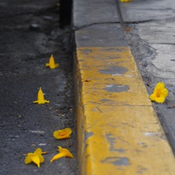 Yellow Flowers on Curb in Peru