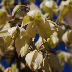 Yucca Flowers in Mendoza Argentina