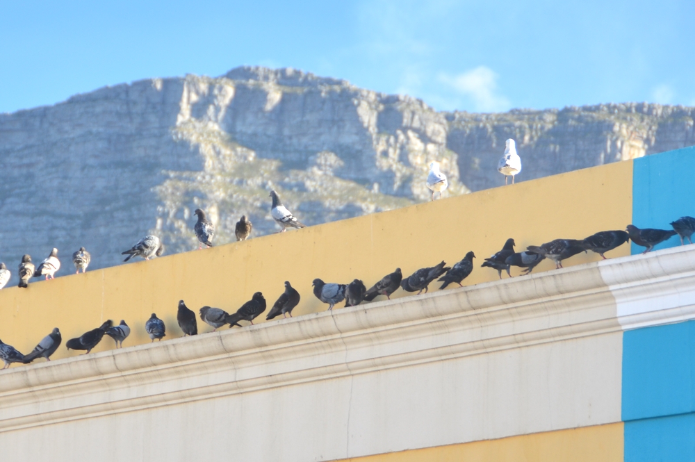 Table Mountain towers over Bo Kaap, providing stunning photo opportunities