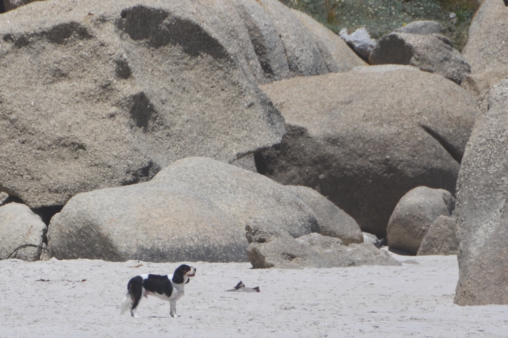 One of my favorite things about Clifton Beach are these giant boulders