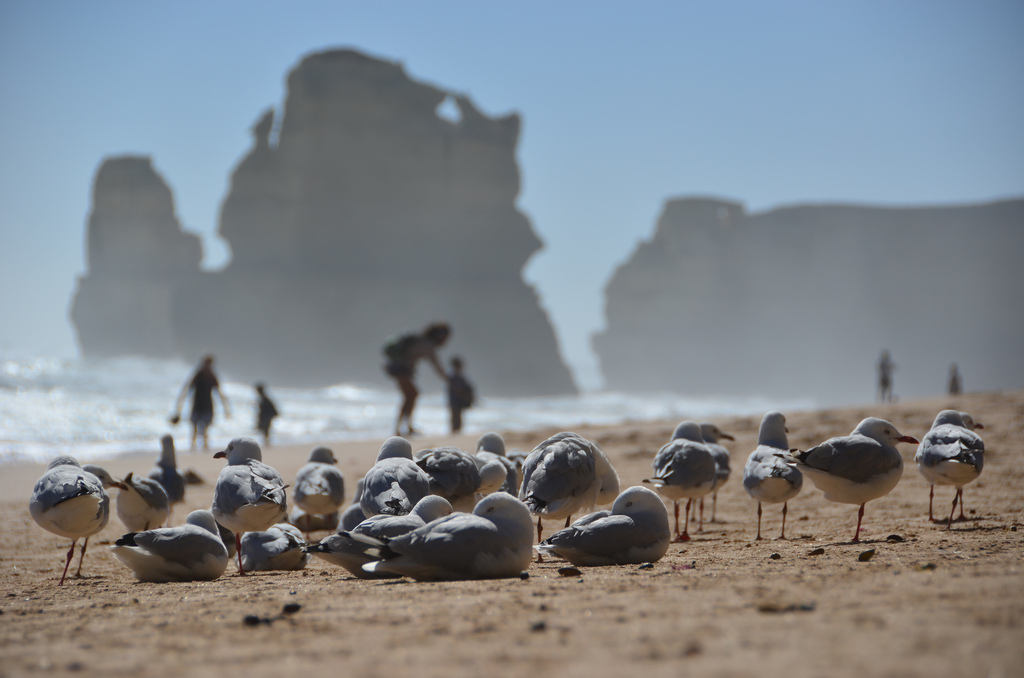 The Gibson Steps at the Great Ocean Road