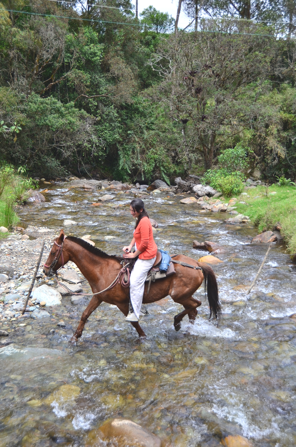 Horse Valle del Coroca Colombias Dreamlike Valle del Cocora