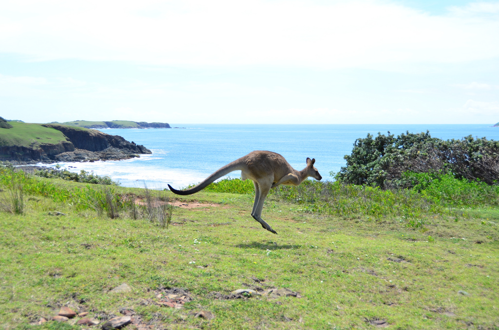 A kangaroo hopping along the sea in New South Wales