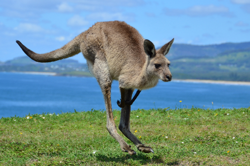 Kangaroo in Australia