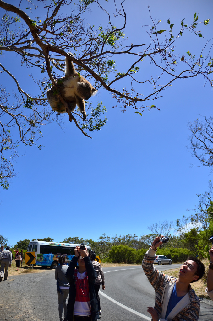 You can catch a glimpse of a koala almost anywhere in Australia