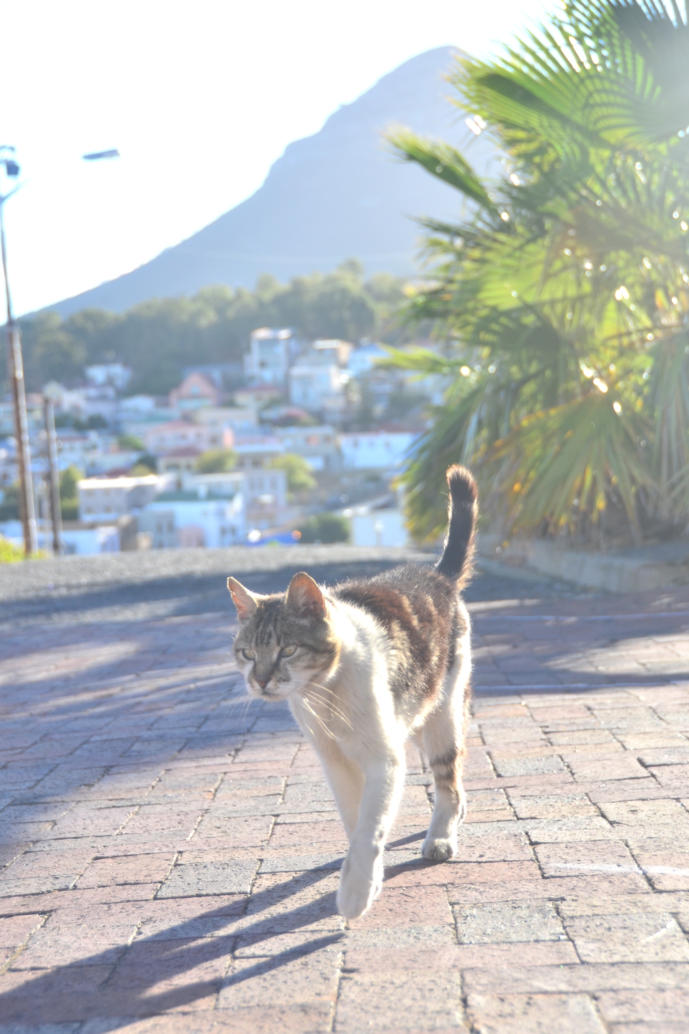 I met this friendly creature on the way to the cemetery