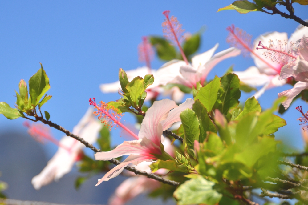 If you ever tire of looking at expensive houses as you walk through Sea Point, just look at the pretty flowers