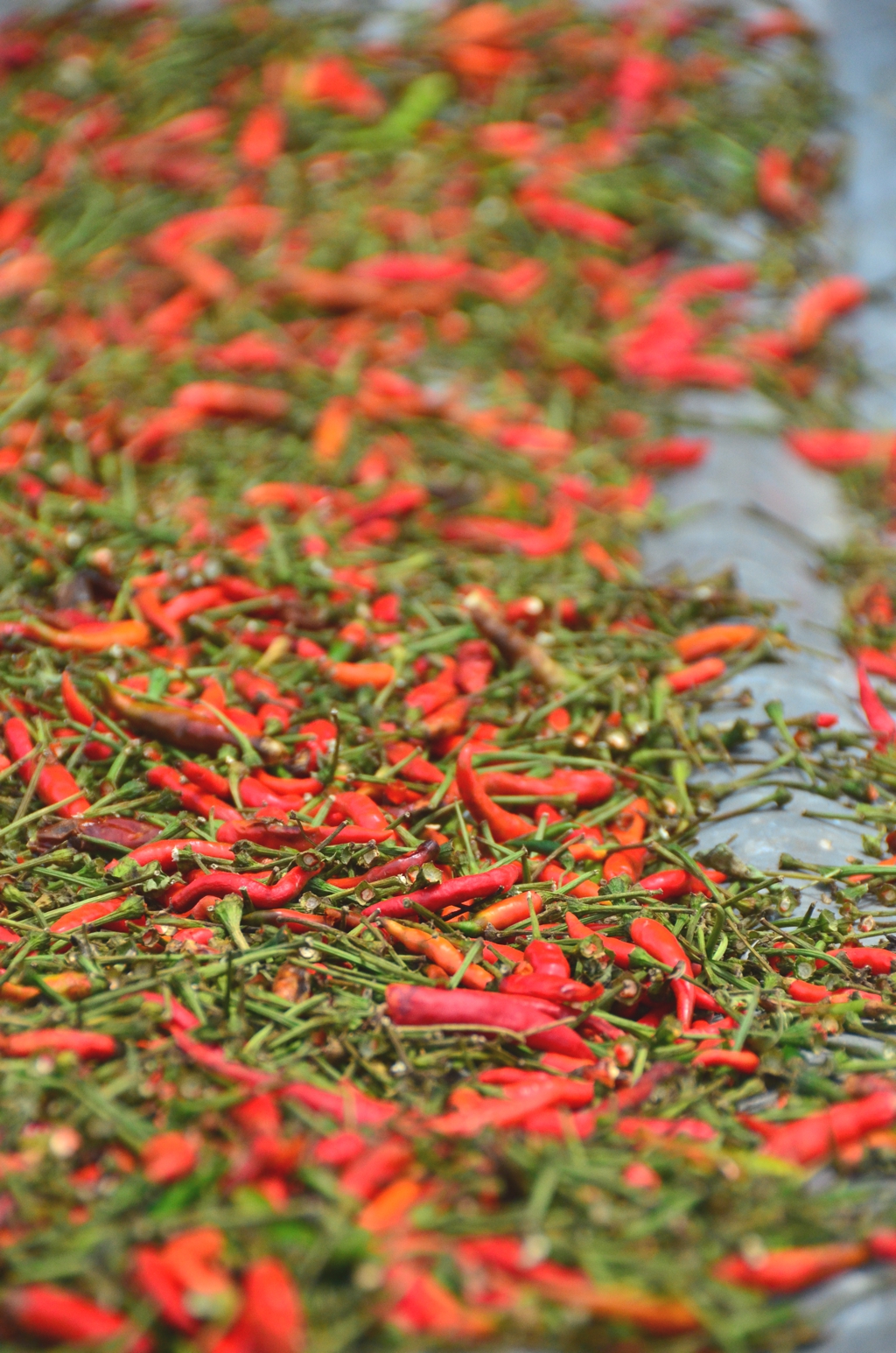 Visiting the west bank of the Chao Phraya isn't just good for temples, but also for getting a glimpse into the life of everyday Thais, some of whom, for example, grow and dry chili peppers to make a living 