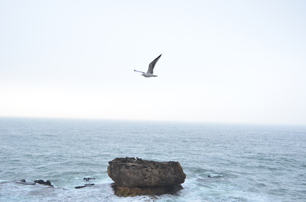 Seagull in Essaouira Morocco The Best of Morocco in 10 Days