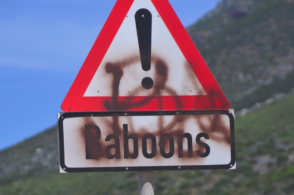 There are allegedly wild baboons all over the Cape Peninsula, but I didn't see any