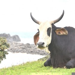 Coffee-Bay-Cow